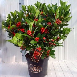 SKIMMIA JAPONICA RED BERRY-plant generic