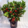 SKIMMIA JAPONICA RED BERRY-plant generic