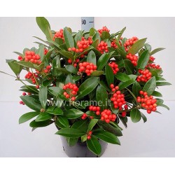SKIMMIA JAPONICA RED BERRY-plant generic