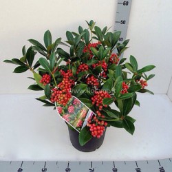 SKIMMIA JAPONICA RED BERRY-plant generic