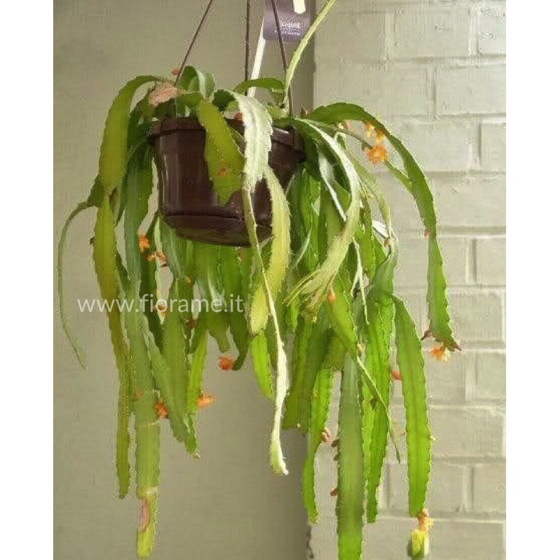 RHIPSALIS MONOCANTHA - pianta generica