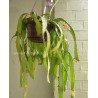 RHIPSALIS MONOCANTHA - pianta generica