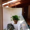 PLANTS SUSPENDED