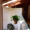 PIANTE SOSPESE