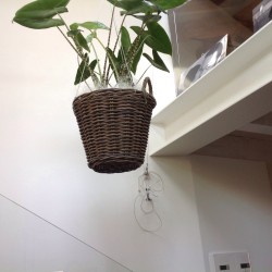 PIANTE SOSPESE