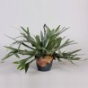 PLATYCERIUM BIFURC.-pianta generica