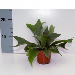 PLATYCERIUM ALCICORNE - pianta generica