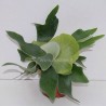 PLATYCERIUM ALCICORNE - pianta generica