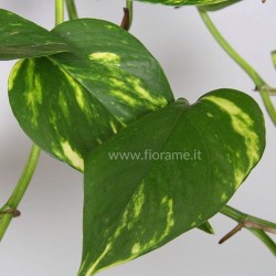 EPIPREMNUM PINNATUM AUREUM - plant generic