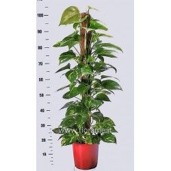 EPIPREMNUM PINNATUM AUREUM - plant generic