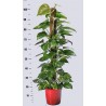 EPIPREMNUM PINNATUM AUREUM - plant generic
