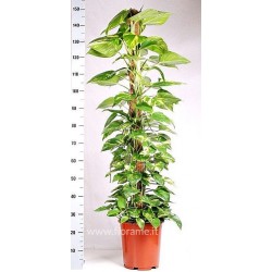 EPIPREMNUM PINNATUM AUREUM - plant generic