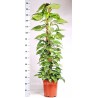 EPIPREMNUM PINNATUM AUREUM - plant generic