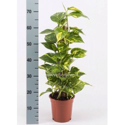 EPIPREMNUM PINNATUM AUREUM - plant generic