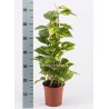 EPIPREMNUM PINNATUM AUREUM - plant generic