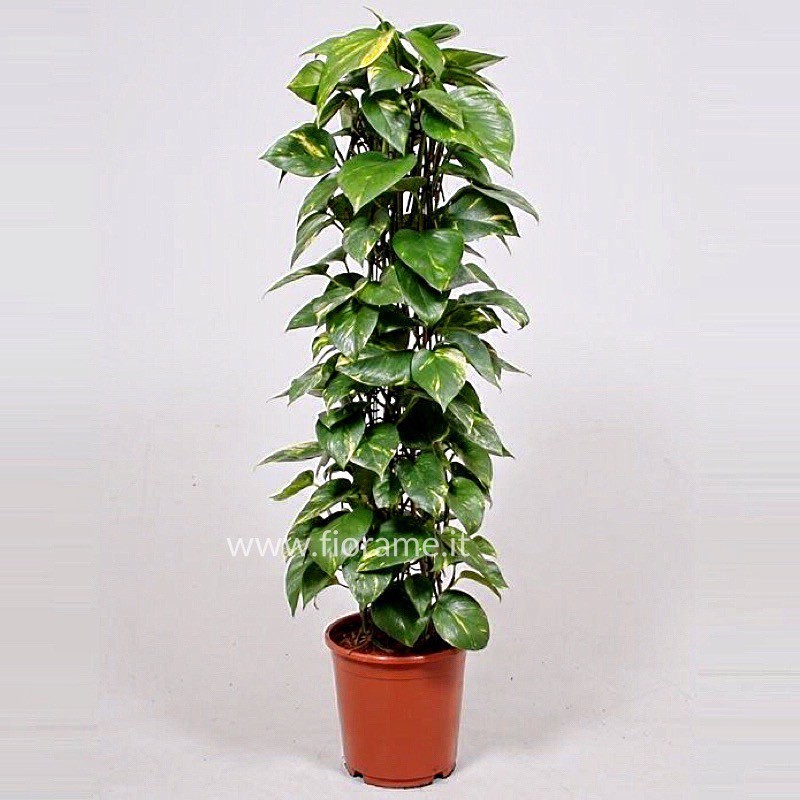 EPIPREMNUM PINNATUM AUREUM - pianta generica