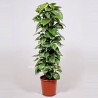 EPIPREMNUM PINNATUM AUREUM - pianta generica