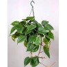 PHILODENDRON SCAND.ricadente-pianta generica
