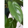 PHILODENDRON SCAND.hanging plant generic