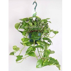 EPIPREMNUM PINNATUM AUREUM ricadente-pianta generica
