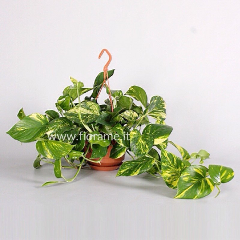 EPIPREMNUM PINNATUM AUREUM hanging plant generic