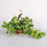 EPIPREMNUM PINNATUM AUREUM ricadente-pianta generica