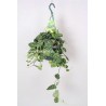 SCINDAPSUS PICTUS ARGYRAEUS-pianta generica