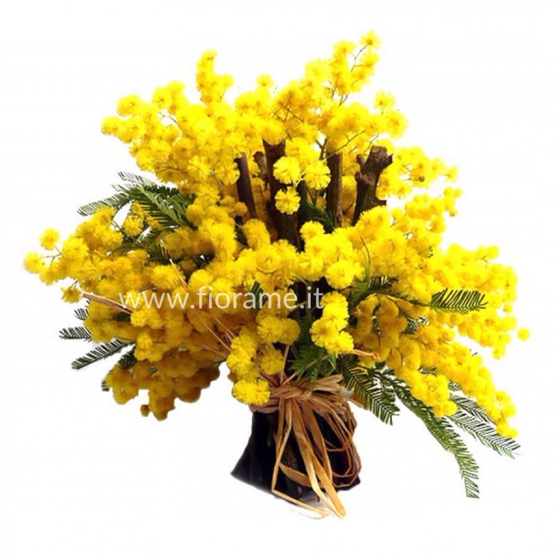 MIMOSA CON LEGNETTI-mazzo- € da 15 a 39