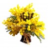 MIMOSA CON LEGNETTI-mazzo- € da 15 a 39
