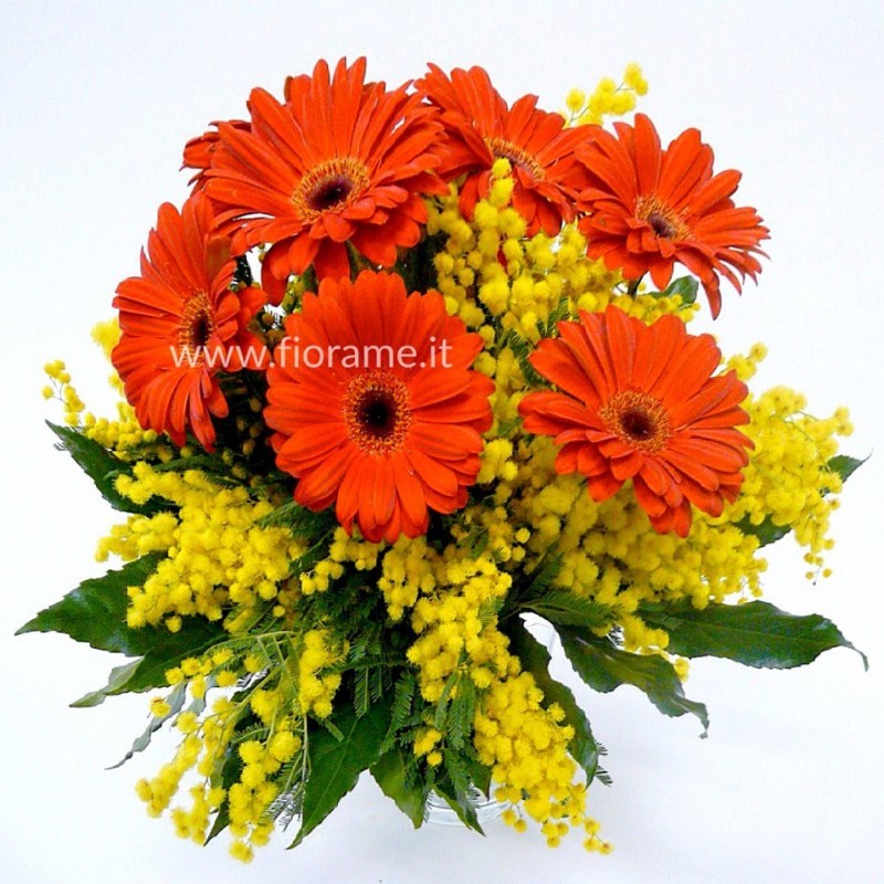 MIMOSA GIALLO E GERBERA-mazzo-da € 26 a 50