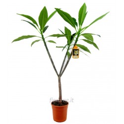 PLUMERIA FRANGIPANI - plant generic