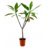 PLUMERIA FRANGIPANI - plant generic