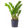 ZAMIOCULCAS (zamiifolia)