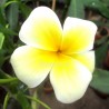 PLUMERIA FRANGIPANI - plant generic