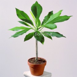 PLUMERIA FRANGIPANI - plant generic