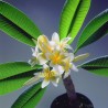 PLUMERIA FRANGIPANE - pianta generica