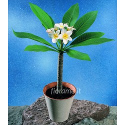 PLUMERIA FRANGIPANI - plant generic