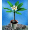 PLUMERIA FRANGIPANI - plant generic