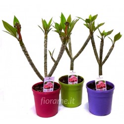 PLUMERIA FRANGIPANI - plant generic