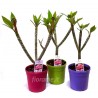 PLUMERIA FRANGIPANI - plant generic