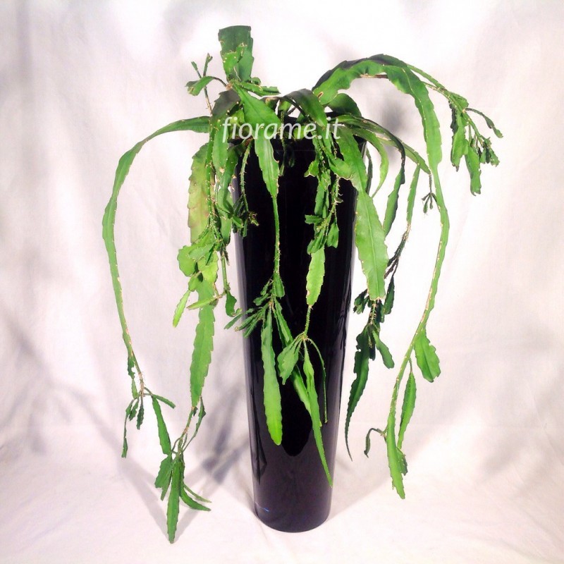 EPIPHYLLUM PHYLLANTHUS - pianta generica