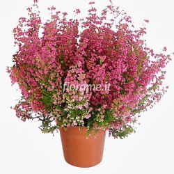 Erica Gracilis