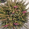 Erica Darleyensis pink detail