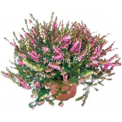 Erica Darleyensis pink