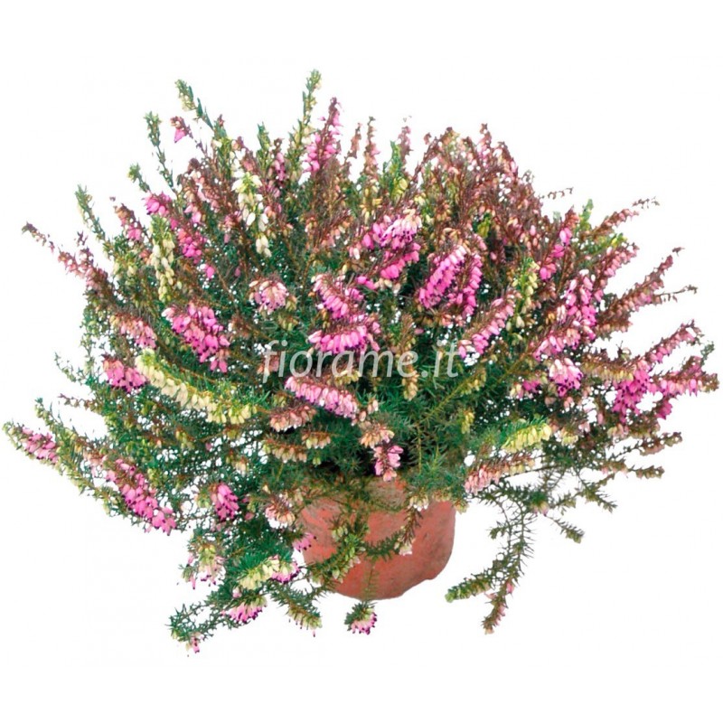Erica Darleyensis pink