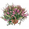 Erica Darleyensis pink