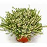 Erica Darleyensis white