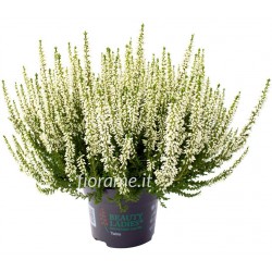 Calluna white
