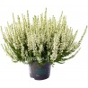 Calluna white