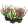Calluna pink and white